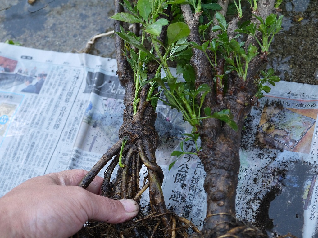 【訳あり】 6~8年物 姫うこぎ苗木(鉢無し)本場米沢産 ウコギ苗 カット済み30~40㎝ 10本セット 垣根に最適