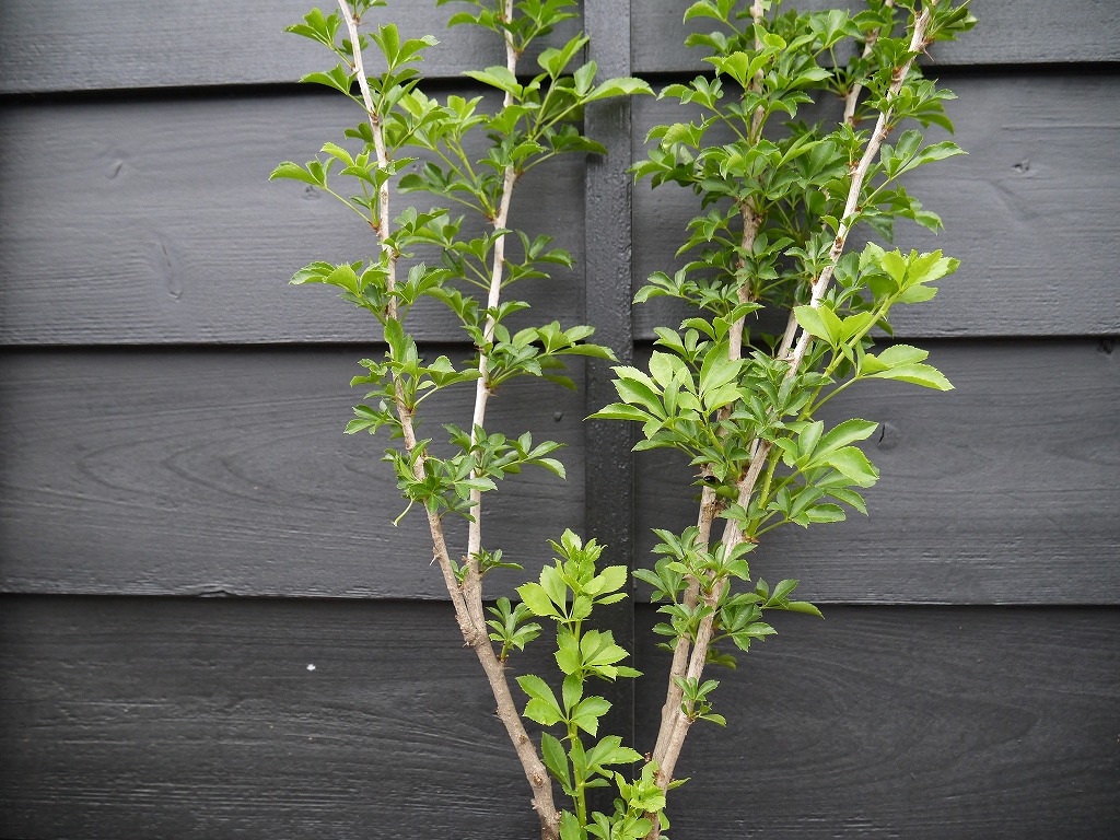 4年物 本場米沢産 姫うこぎ苗木