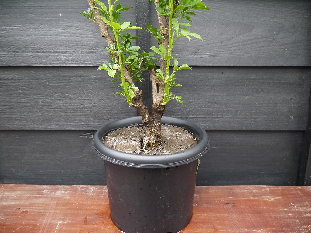 【予約品 2019年5月頃出荷予定】6ー8年物 本場米沢産 姫うこぎ苗木
