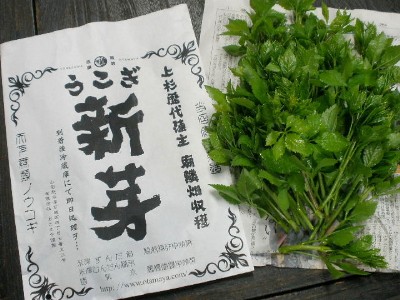 朝摘み 生うこぎ新芽(120g×6袋セット)受注生産品