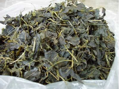 元祖一番うこぎ茶(1kg一斗缶入)業務用